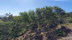 Quercus pacifica