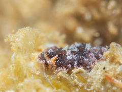 Thysanozoon brocchii