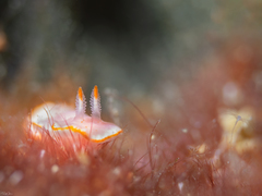 Verconia simplex