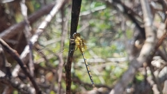 Orthetrum malgassicum