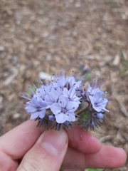 Phacelia tanacetifolia
