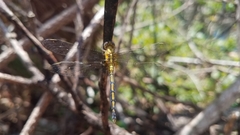 Orthetrum malgassicum