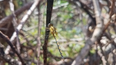Orthetrum malgassicum
