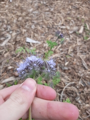 Phacelia tanacetifolia