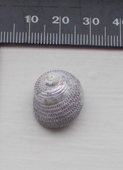 Chlorodiloma adelaidae