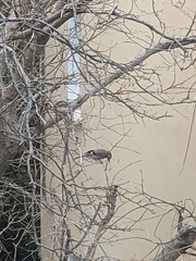 Garrulus glandarius