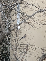 Garrulus glandarius