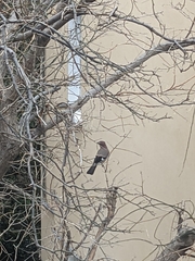 Garrulus glandarius
