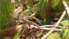 Orthetrum malgassicum