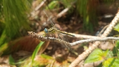 Orthetrum malgassicum