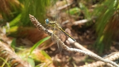 Orthetrum malgassicum