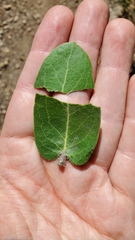 Arctostaphylos viridissima