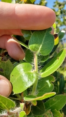 Arctostaphylos viridissima