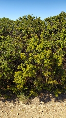 Arctostaphylos viridissima