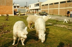 Vicugna pacos