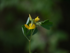 Crotalaria medicaginea