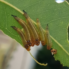 Lophyrotoma interrupta