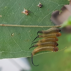 Lophyrotoma interrupta