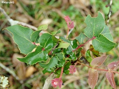 Berberis gracilis