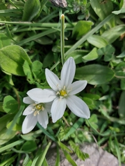 Ornithogalum narbonense