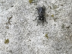 Atomosia melanopogon