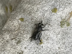 Atomosia melanopogon