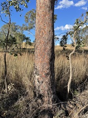 Corymbia erythrophloia