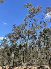 Eucalyptus fibrosa