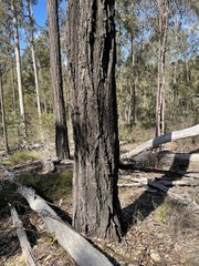 Eucalyptus fibrosa