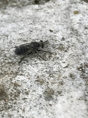 Atomosia melanopogon