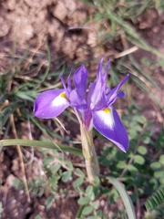 Moraea sisyrinchium