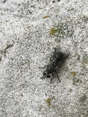 Atomosia melanopogon