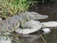 Crocodylus niloticus africanus