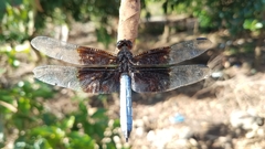 Thermorthemis madagascariensis