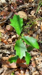 Quercus pacifica