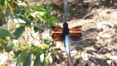 Thermorthemis madagascariensis
