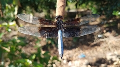 Thermorthemis madagascariensis