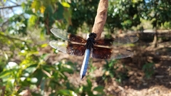 Thermorthemis madagascariensis