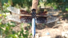 Thermorthemis madagascariensis