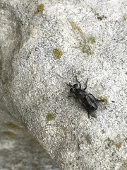 Atomosia melanopogon