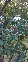 Terminalia sericea