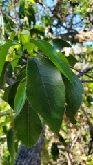 Prunus ilicifolia lyonii