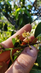 Prunus ilicifolia lyonii