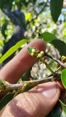 Prunus ilicifolia lyonii