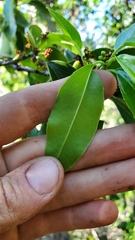 Prunus ilicifolia lyonii