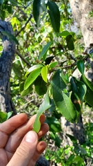 Prunus ilicifolia lyonii