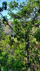 Prunus ilicifolia lyonii