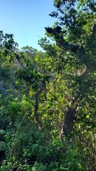 Prunus ilicifolia lyonii
