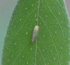 Amorphicola amorphae