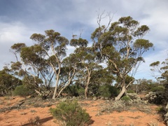Eucalyptus concinna